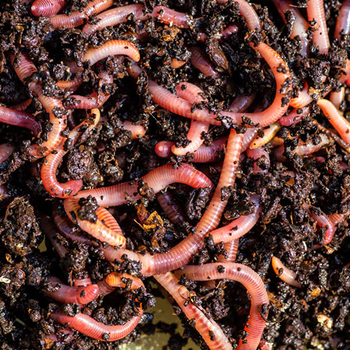 Live Earthworm Application: Organic Fertilizer