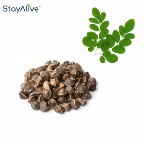 Moringa Oleifera Seeds - Premium Quality Brown Color 98% Purity | Rich In Antioxidants High Shelf Life Nutrient-dense Spices