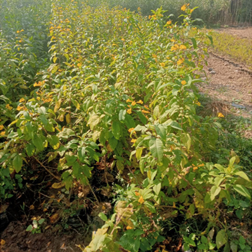 Different Available Gori Chori Plant