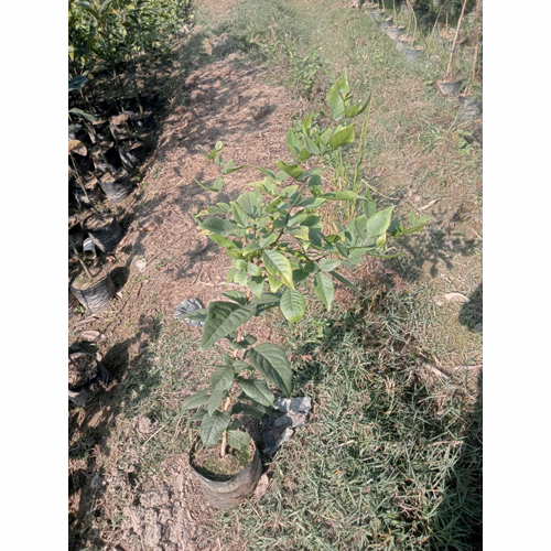 Bailpattar Plant - Custom Size, Available in Various Colors & Breeds | Hardy, Easy to Care For, Stunning Leaf Display