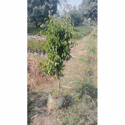 Ficus Benjamina Plant - Customizable Size, Varied Colors | Lush Evergreen Foliage, Air Purifier & Noise Reducer