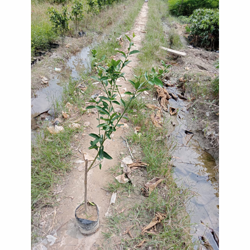 Different Available Conocarpus Plant