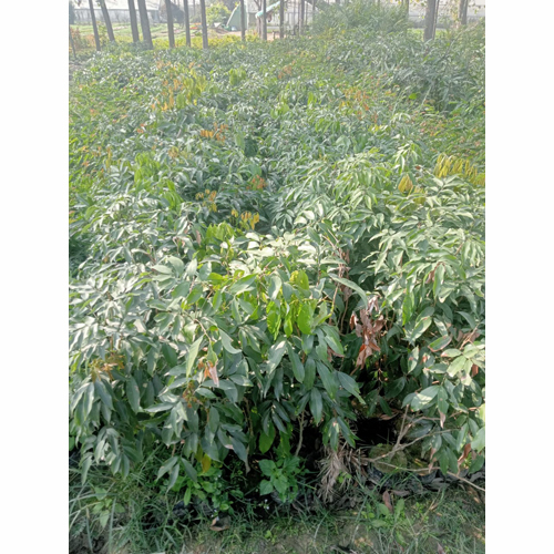 Litchi Plant - Customized Sizes, Different Breeds, Vibrant Leaf Colors | Quality Grown, Health-Maintained Varieties for Your Home