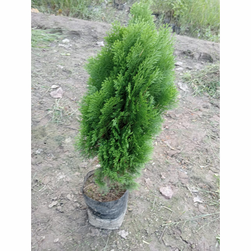 Different Available Morpankhi Plant