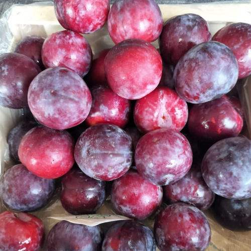 Fresh Plum - Whole Organic Fruit | Natural Shape & Size, Fresh Variety, Available In Required Weight (Kg)