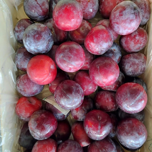 Fresh Plum - Whole Organic Fruit | Natural Shape & Size, Fresh Variety, Available In Required Weight (Kg)