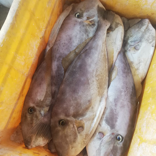 लेदर जैकेट फिश