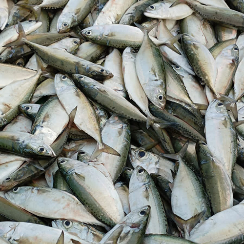  मार्कल फिश