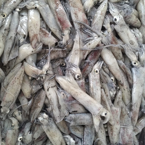 स्क्वीड फिश