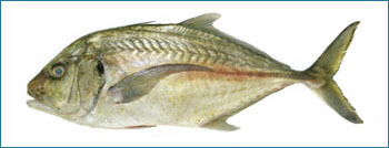 Trevally Seafood Fish