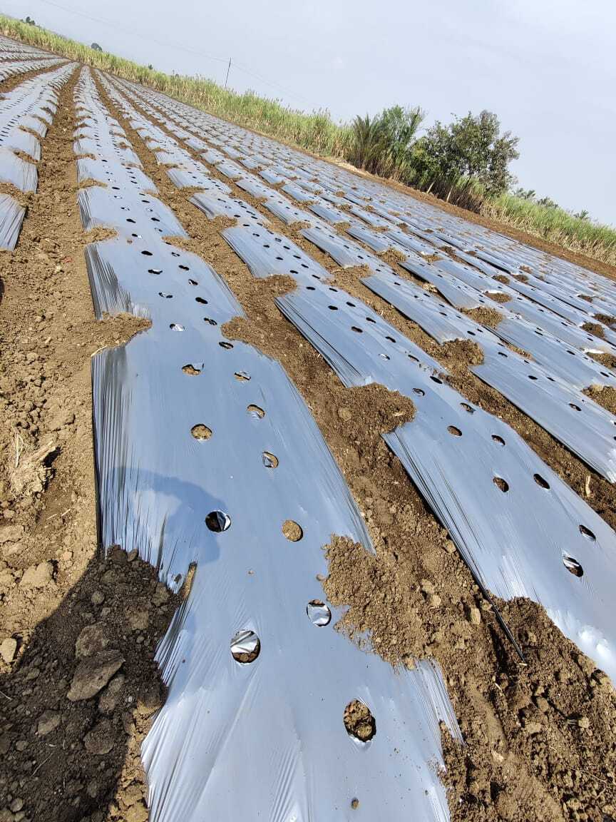 Mulching Paper - Ldpe Mulching Sheet | Temperature Control, Earlier Planting Dates, Faster Growth, Various Sizes Available