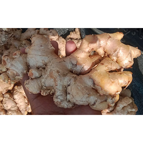 Fresh Ginger - Natural Raw Rhizome | Moisture-Free, Fresh Quality, Up to 10 Days Shelf Life, Versatile Culinary Ingredient