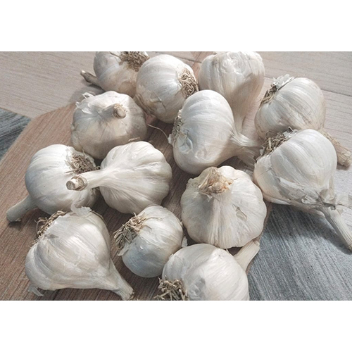 Fresh Garlic - Raw Bulbs with Strong Pungent Flavor | Health Benefits, Aromatic Qualities, Versatile Culinary Ingredient