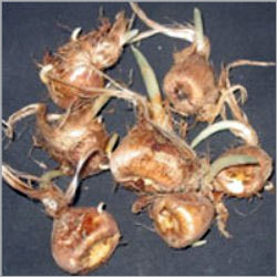 Persian Saffron