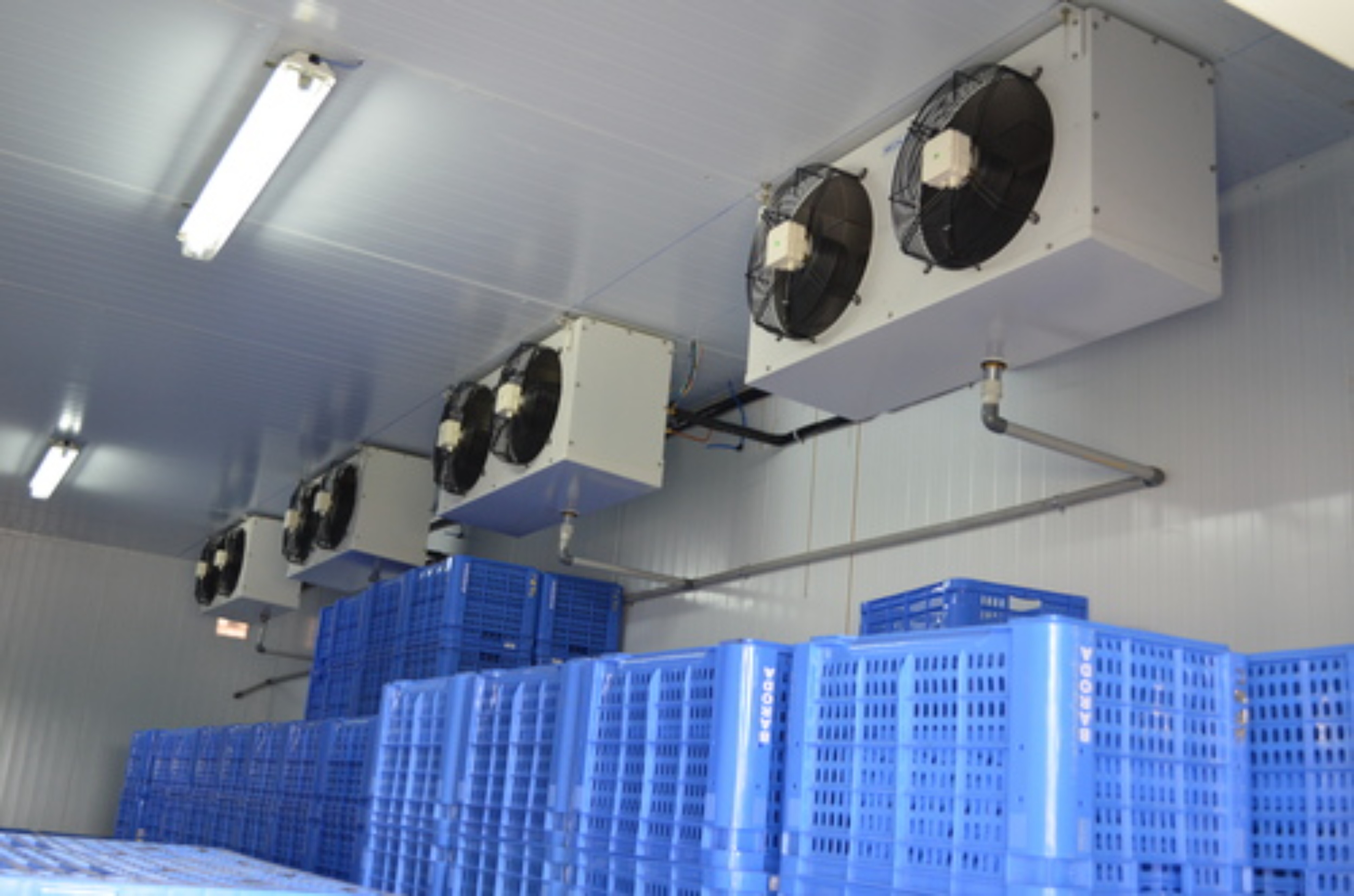 Banana Ripening Chamber - Large Ethylene Gas System | Airtight Design, Multi-purpose Monitoring System R-22,404a, Low Maintenance