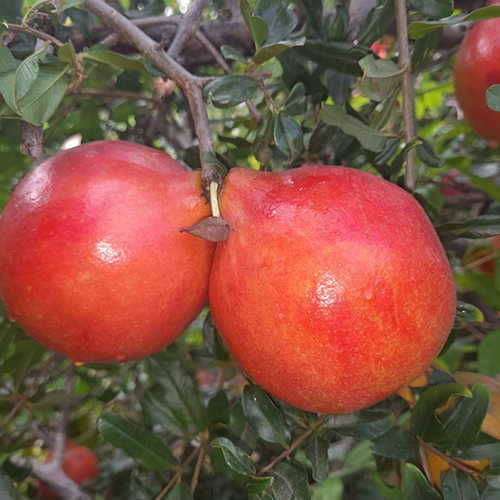 ताजे अनार