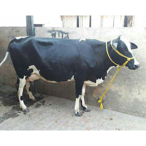 डेयरी एचएफ गाय