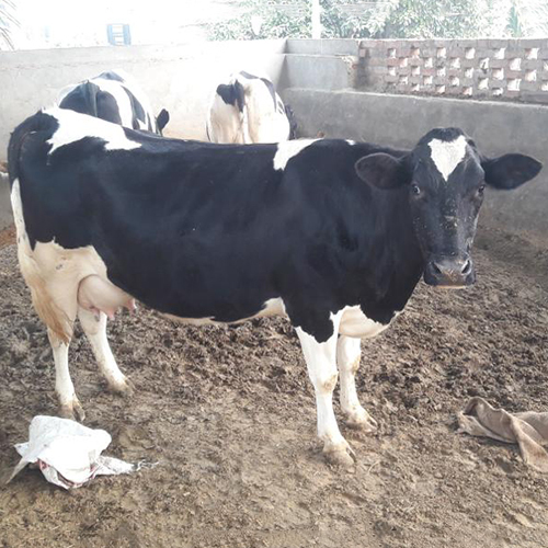 शुद्ध एचएफ गाय