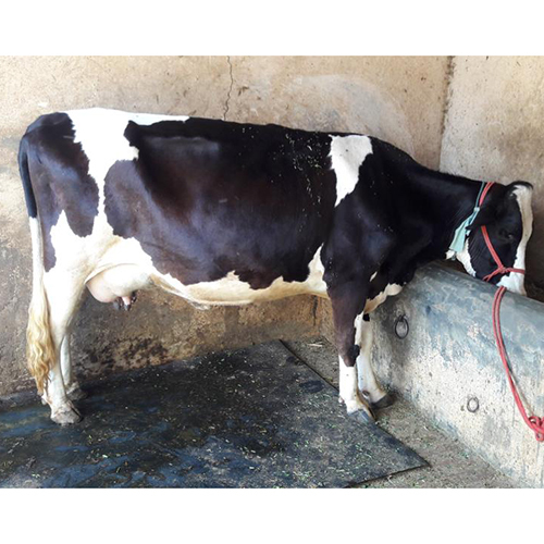 देशी एचएफ गाय