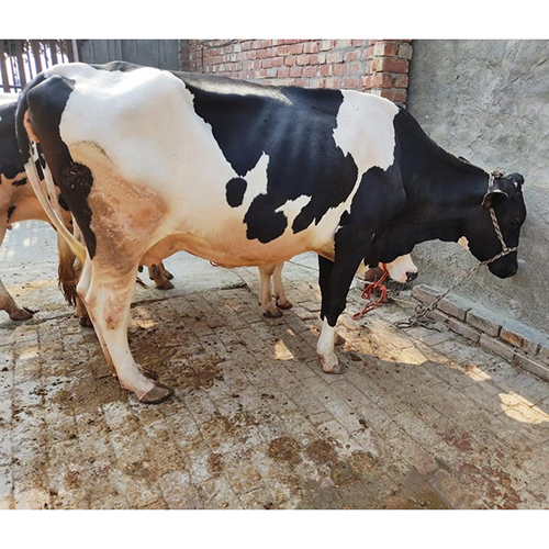 उच्च उपज HF गाय