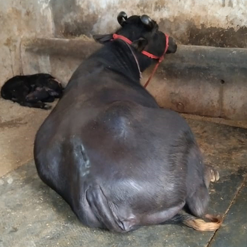 उच्च उपज वाले मुर्रा भैंस