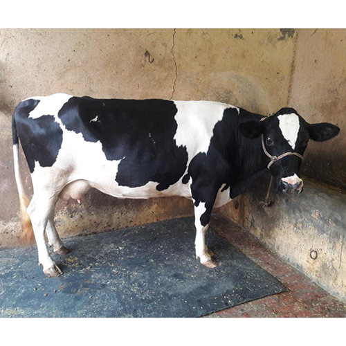 गाय HF