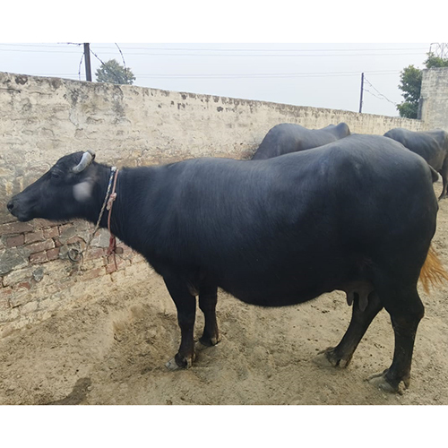 Dairy Farm Murrah Buffalo - Adult Female, High-yielding 30 Litres Daily Milk Production, Rich In 4.5% Butterfat - Hardy And Disease-resistant With Distinctive Black And White Coat