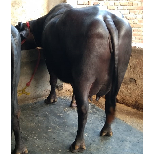 Dairy Farm Murrah Buffalo - Adult Female, High-yielding 30 Litres Daily Milk Production, Rich In 4.5% Butterfat - Hardy And Disease-resistant With Distinctive Black And White Coat