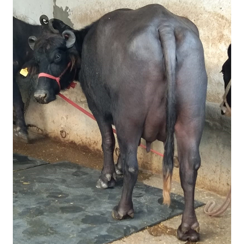 Dairy Farm Murrah Buffalo - Adult Female, High-yielding 30 Litres Daily Milk Production, Rich In 4.5% Butterfat - Hardy And Disease-resistant With Distinctive Black And White Coat