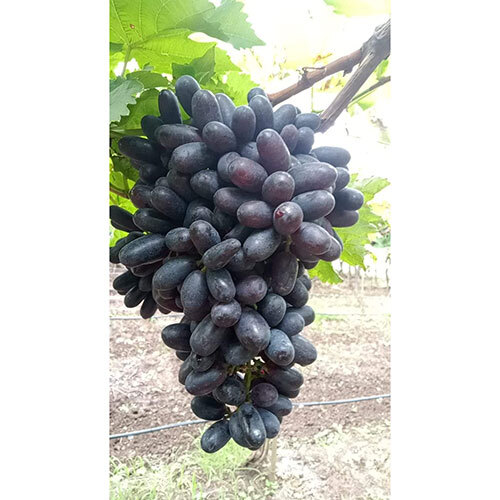 काले अंगूर