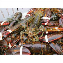 समुद्री खाद्य