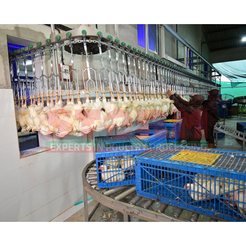 Automatic Killing Over Conveyor