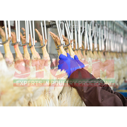 Automatic Killing Over Conveyor
