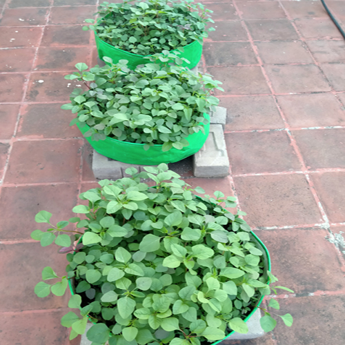 Modern Terrace Gardening Services