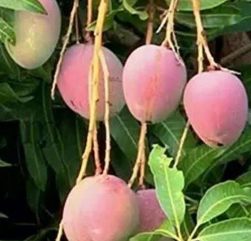 अमेरिकन ब्यूटी आम के पौधे