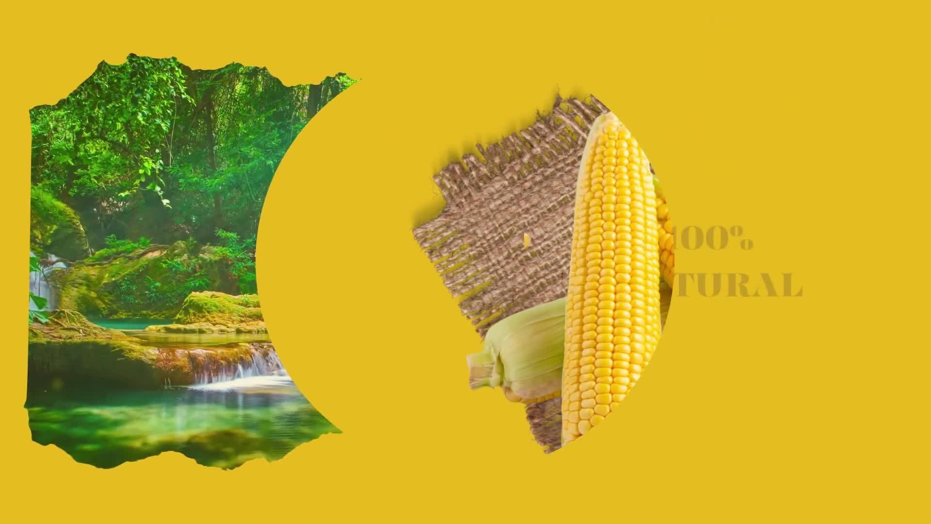 Yellow Freeze Dried Sweet Corn