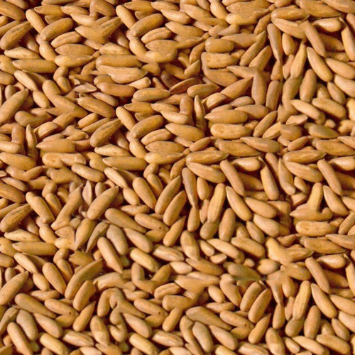 Brown Chilghoza Pine Nuts