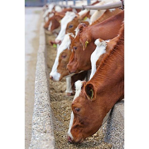 Capsules Cow Cattle Feed