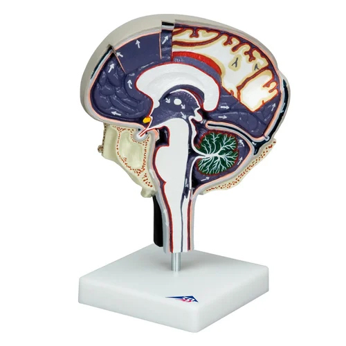 3B Scientific Brain Model - Durable Plastic, Multicolor Adult Brain Representation | Ideal for Laboratory Use and Educational Research