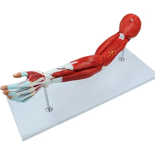 7 Parts Muscular Arm Model Application: Industrial