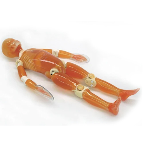 Pbu-50 Xray-Man Whole Body Phantom Application: Plain X-Ray / Basic Patient Positioning / Basic Ct