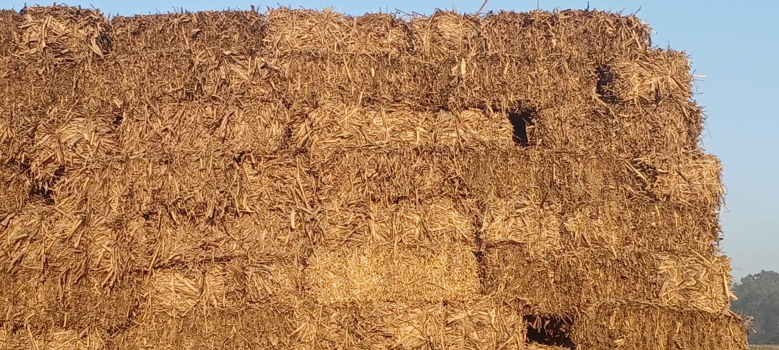 Rice Husk - Moisture Content 10-20% | Ideal For Boilers And Direct Burning