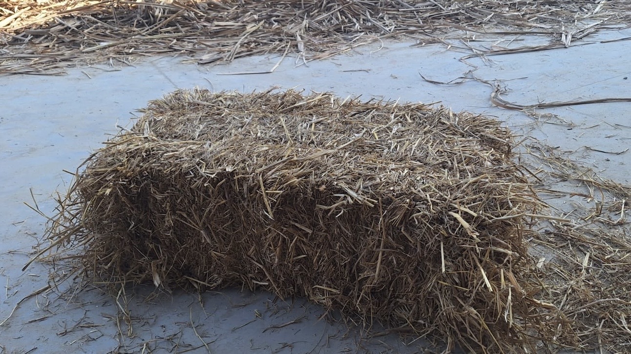 Rice Husk - Moisture Content 10-20% | Ideal For Boilers And Direct Burning