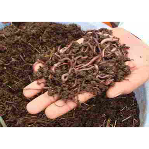 Organic Vermicompost With Calcium Granular