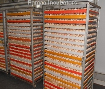 अंडे सेटिंग ट्रे