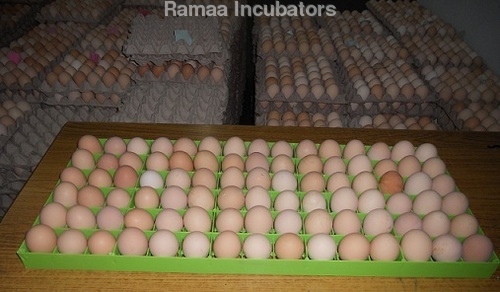 अंडे सेटिंग ट्रे