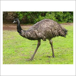 EMU पक्षी