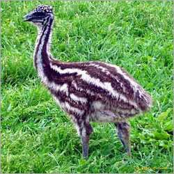 EMU चूजा