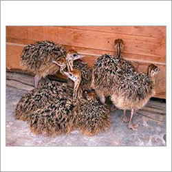 Emu पंख