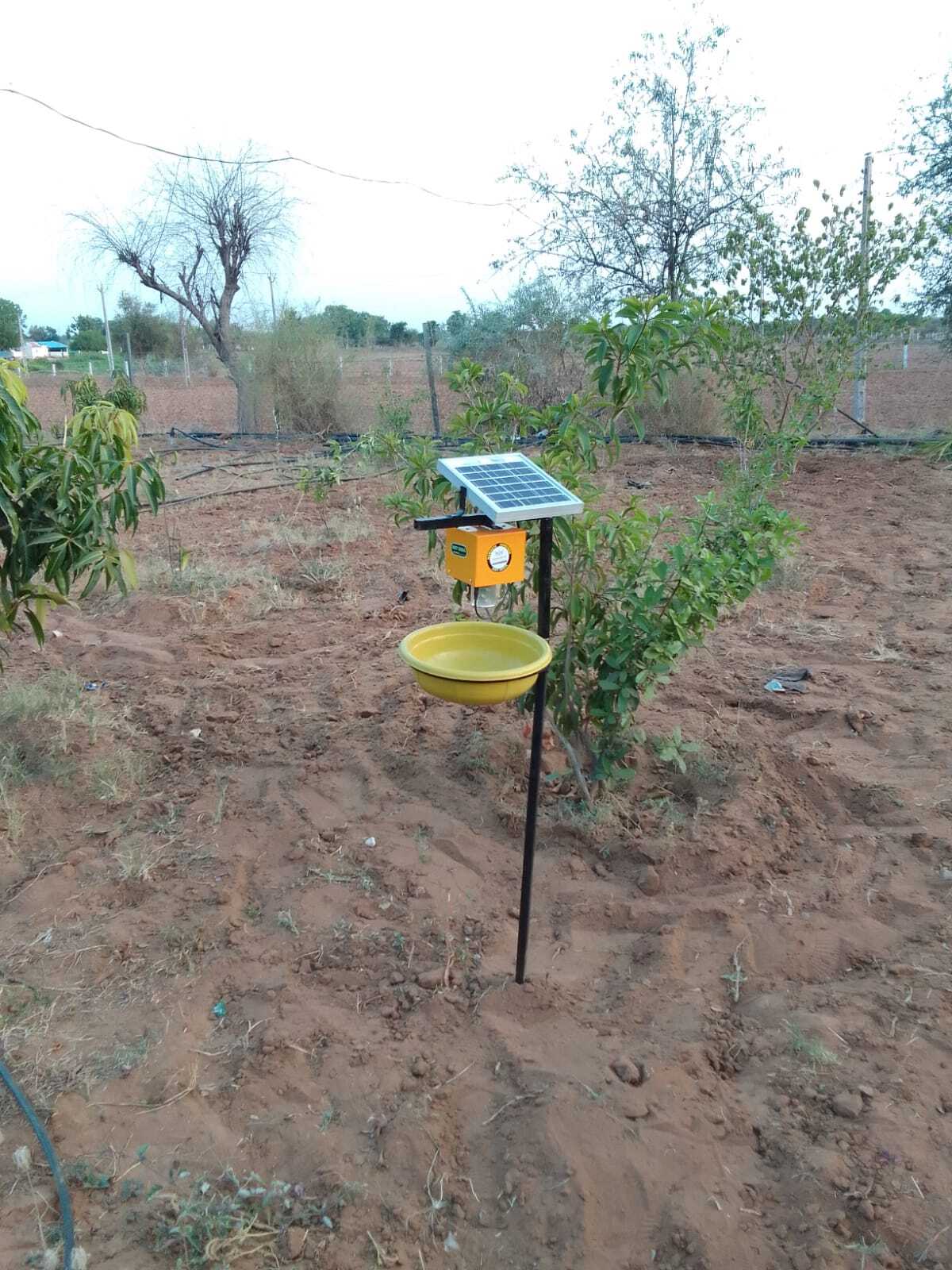 Solar Light Insect Trap